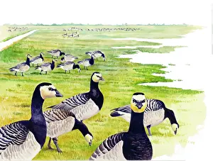 Leucopsis: Barnacle Goose