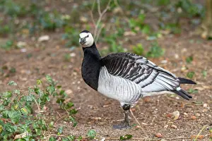 Leucopsis: Barnacle Goose