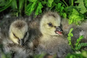Leucopsis: Barnacle Goose