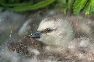 Leucopsis: Barnacle Goose