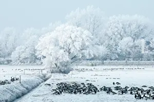 Polder: Barnacle Goose