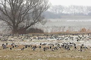 Migrating: Barnacle Goose
