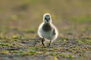 Leucopsis: Barnacle Goose