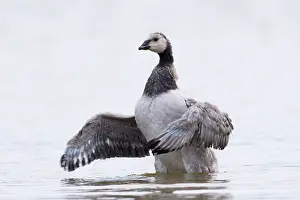 Leucopsis: Barnacle Goose