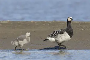 100118: Barnacle Goose - adult with chick - Svalbard, Norway