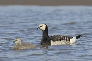 100118: Barnacle Goose - adult with chick - Svalbard, Norway