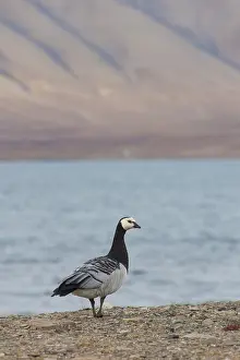 Leucopsis: Barnacle Goose - adult goose in arctic landscape