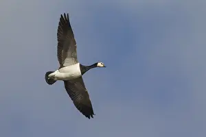 Leucopsis: Barnacle Goose - adult goose in flight - Germany