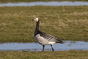 Leucopsis: Barnacle Goose - adult goose - Germany