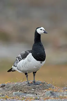 Leucopsis: Barnacle Goose - adult goose - Norway