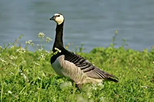Lakeshore: Barnacle Goose - alert adult in spring meadow at lakeshore