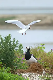 Attacked: Barnacle Goose - being attacked by Black-headed