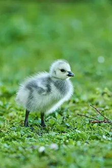 Leucopsis: Barnacle goose (Branta leucopsis), chick on a meadow