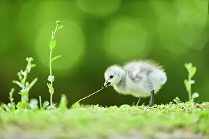 Leucopsis: Barnacle goose (Branta leucopsis), chick on a meadow
