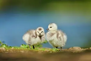 Leucopsis: Barnacle goose (Branta leucopsis), chicks, Bavaria