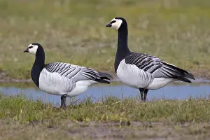Leucopsis: Barnacle Goose (Branta leucopsis) couple standi