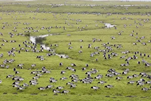 Leucopsis: Barnacle Goose (Branta leucopsis) group foragin