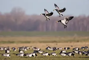 Polder: Barnacle Goose (Branta leucopsis) group landing