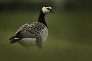 Rests: A Barnacle Goose (Branta leucopsis) rests in the