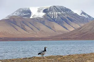 Circle: Barnacle goose (Branta leucopsis) along shore of