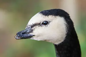 Leucopsis: Barnacle Goose close-up