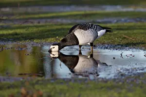 Leucopsis: Barnacle Goose drinking from pool winter
