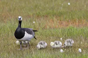 Goslings: Barnacle Goose family