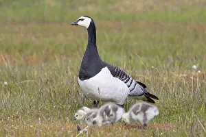 Goslings: Barnacle Goose family