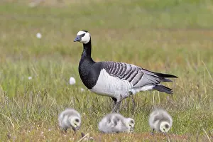 Goslings: Barnacle Goose family