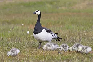 Goslings: Barnacle Goose family