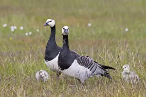 Goslings: Barnacle Goose family
