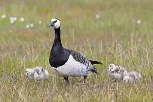 Goslings: Barnacle Goose family