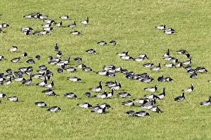 Islay: Barnacle Goose - feeding on fields on Islay
