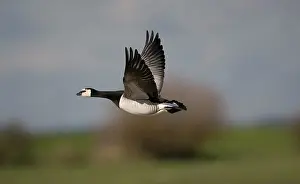 Leucopsis: Barnacle Goose - in flight
