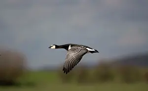 Leucopsis: Barnacle Goose - in flight