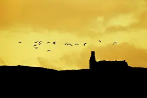 Croft: Barnacle Goose - in flight over abandoned croft at dusk