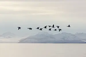 Leucopsis: Barnacle Goose - flock in flight in actic landscape