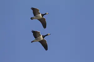 100118: Barnacle Goose - flock in flight - Germany