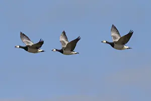 Leucopsis: Barnacle Goose - flock in flight - Germany