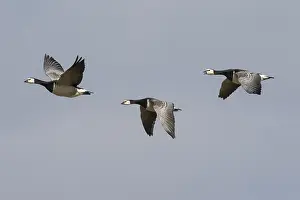 Leucopsis: Barnacle Goose - flock in flight - Germany