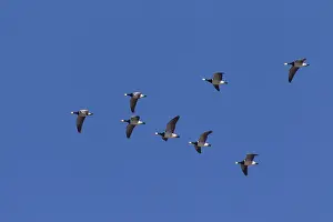 Leucopsis: Barnacle Goose - flock in flight - Germany