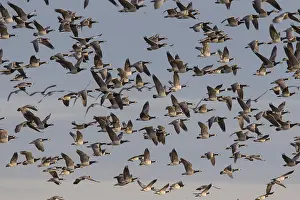 Leucopsis: Barnacle Goose - flock in flight - Germany