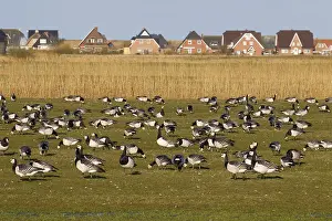 Infront: Barnacle Goose - flock infront of a house - Germany