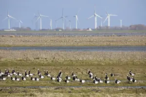 Infront: Barnacle Goose - flock infront of wind turbines - Germany
