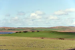 Islay: Barnacle Goose - in Islay landscape
