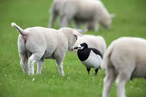Leucopsis: Barnacle Goose - kissing lamb Island of Texel, Holland