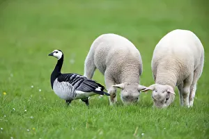 Leucopsis: Barnacle Goose - with lambs Island of Texel, Holland