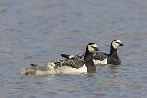 100118: Barnacle Goose -pair with chicks - Svalbard, Norway