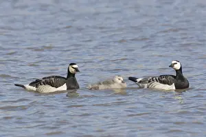 100118: Barnacle Goose -pair with chicks - Svalbard, Norway