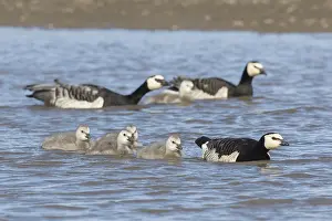 100118: Barnacle Goose -pair with chicks - Svalbard, Norway
